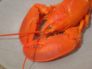 Lobster Pesto3